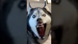 Normal Dogs Vs. Huskies🤣🐶 #funny #foryou #dog #husky #trending #shorts