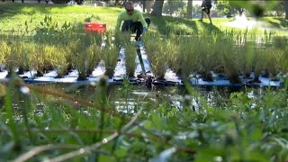 Crews install floating wetlands in Cape Coral ponds to improve water quality