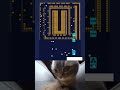 follow cat remove all the brick 🧱 🧱 😻 part 39 brickbreaker chipichipi sadcat