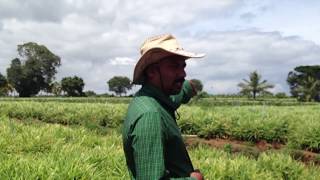 Ginger Farming In Karnataka