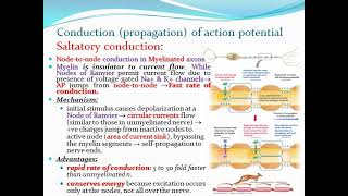 nerve 5 propagation \u0026 Electrotonic potential