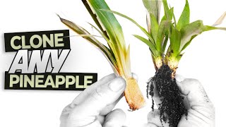 Multiplying Dozens of Pineapple Plants from a Top with RESULTS! |  Easy Pineappl