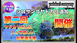 【海水魚水槽・サンゴ水槽】シロサンゴヤドカリ追加　第二回ヤドカリさんに入って欲しいお家選手権開催！！