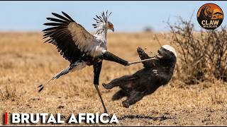 Brutal Africa | When the Tables Turn Between Predator and Prey | Nature Animal Documentary