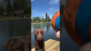 Let’s play fetch in the lake. #pets #fun #labrador #dog #dogs #labrador #lake #chuckit #lab