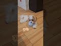 よくこのクセ遊びをしています　 犬のいる暮らし ペット わんこ 犬 愛犬 わんちゃん