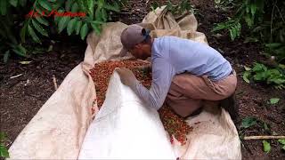 COLHEITA DE CAFÉ COM PEDRO DA PENEIRA E AMIGOS NO SÍTIO CAPIXABA #itamaraju #bahia #brasil