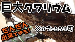 【クワカブ生活】 BIGテラリウム カブトムシ クワガタ用【stag beetle】