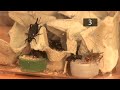 how to take care of emperor scorpions