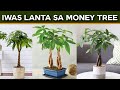 Mabisang Paraan Paano Alagaan ang Money Tree sa 2023 – IWAS LANTA NA MONEY TREE