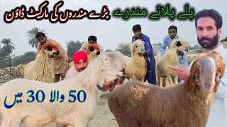 Mundra farming ki dineea ? پلے پلائے مندرے چھترے 50 والے 30 میں? #goatfarming #business #nadir #farm