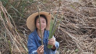 农村姑娘长得好看也勤快，上山摘蕨菜还有技巧，这种野菜你们吃吗