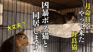 亡くなった愛猫そっくりのキジトラ野良猫#8 元凶暴ボス猫と同居でどうなる⁉︎