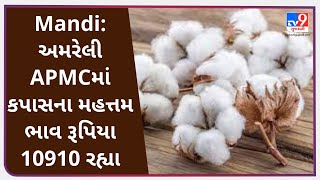 Mandi: અમરેલી APMCમાં કપાસના મહત્તમ ભાવ રૂપિયા 10910 રહ્યા | Tv9News