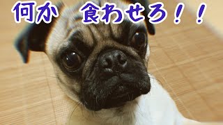 なんでも欲しがるPug-Low(パグ犬）です！晩酌中もずっと見つめてきます。おうちで愛犬と過ごそう！