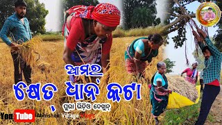 ODISHA Village Life || ଆମର କ୍ଷେତ ରେ ଧାନକଟା #paddy cutting #Dhana Kata #abhi95toka #abhi95toka