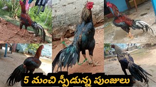 5 మంచి స్పీడున్న పుంజులు  :  76740 96643