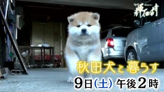 【秋田犬と暮らす】2019年11月9日(土)放送