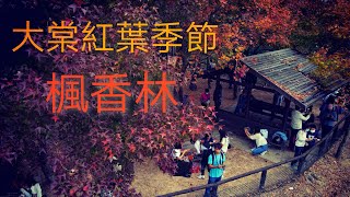 紅葉季節#大棠楓香林