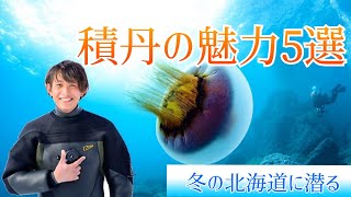 北海道の冬のダイビング！積丹の魅力5選を解説