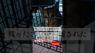 野良猫の親子との出会い～Part６～　#野良猫の親子　#保護猫　#野良猫保護