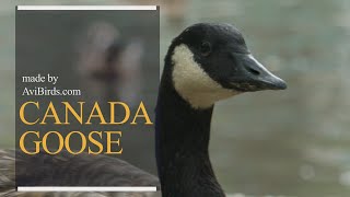 Canada Goose [Branta Canadensis]