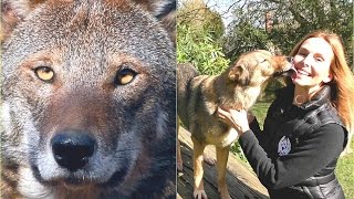 RED WOLVES - One of the world's rarest wolves