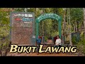 Bukit Lawang Menjadi Tempat Konservasi Orang Utan Terbesar di Sumatera