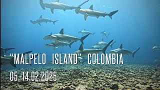 „Malpelo Island“ Colombia (05.-14.02.2025) Dive with Friends