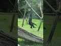 cute siamang hanging around