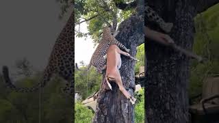 Leopard hunt a deer 😲/ #shorts #nature #leopard's #jungle #wildlife