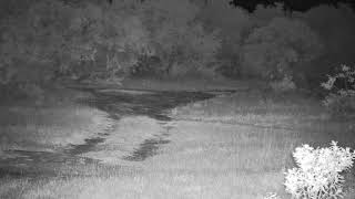 Djuma Private Game Reserve Live Stream