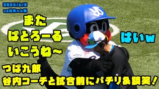 つば九郎　谷内コーチと試合前にパチリ\u0026談笑する！！　2024/6/8 vs日本ハム