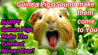 happy guinea pig noises | guinea pig sound make them come to you