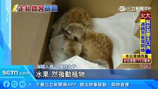 藏身上行李夾帶！女帶活體動物闖關被逮｜三立新聞台