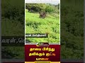 தாயை பிரிந்து தவிக்கும் குட்டி யானை | #shorts | #gudalur | #elephant