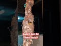 insane sunbird nest on the verandah sunbird birding birds sunbirds