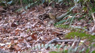 自然環境保全センター 自然観察園のアオジ（雄）その１７（4K60P動画）