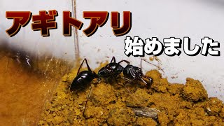 【アリ観察】アギトアリ始めました！【アギトアリ観察日記】Odontomachus monticola