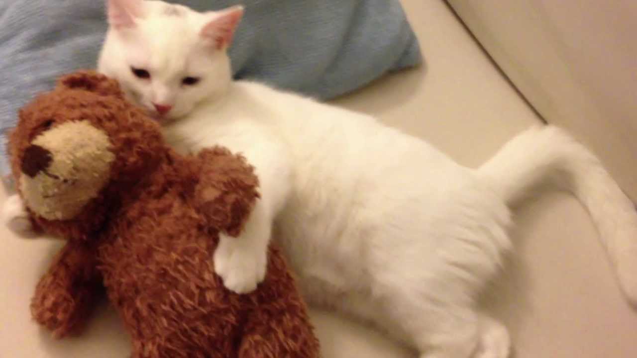 Sleepy Kitten Hugs His Teddy Bear - YouTube