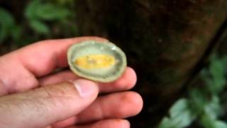 Onchidium sp. slug (Onchidiidae), Oriental Mindoro, Philippines