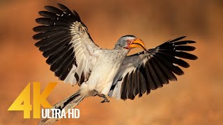4K 10 bit color Amazing African Birds. Part 3 - African Wildlife Video - 3 HRS Beautiful Bird Sounds
