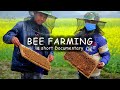 Beekeeping in Asia | apiculture | natural honey production from bee yards | wildlife documentary.