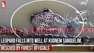 WATCH- LEOPARD FALLS INTO WELL AT SANQUELIM, SUCCESSFULLY RESCUED