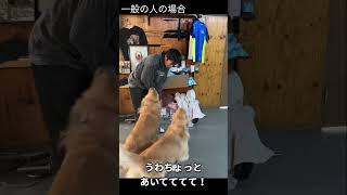 街角で大型犬と会った時の触り方