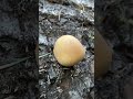 Mushroom tapping in the jungle