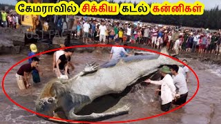 கேமராவில் சிக்கிய கடல் கன்னிகள் | Mermaid Real Life Tamil Galatta Fact Mystery