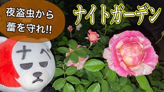 【ナイトガーデン】ヨトウムシから蕾を守れ🌹バシっとパトロール😊🐻