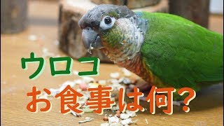 【ワッキー】普段何を食べているか紹介【ウロコインコ】