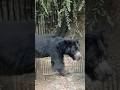 Tiger vs Sloth bear video taken by Naman Agarwal# valuck# shorts#youtuber #viral #ভাইরাল